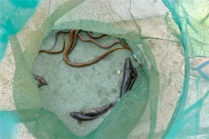 女人梦见黄鳝是胎梦吗什么意思(单身女人梦见黄鳝)